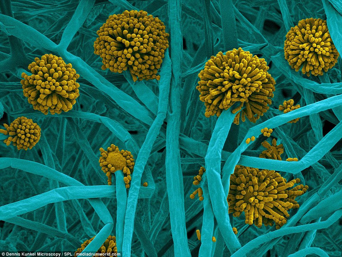 Представитель Семейства Syncephalastraceae
